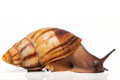 Archachatina marginata candefacta Cameroon striped adult
